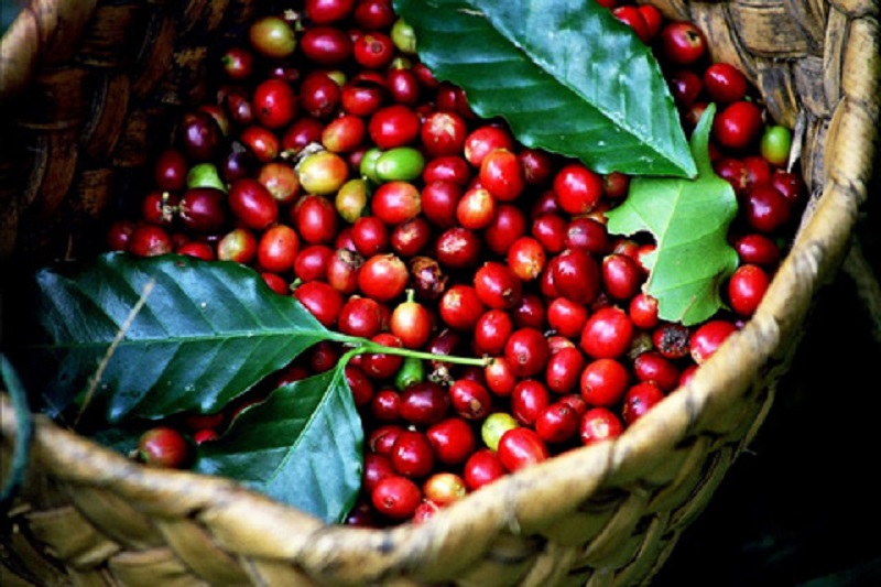Giá cà phê Tây Nguyên tiếp tục tăng, dự đoán sản lượng cà phê Việt đang gây nhiễu loạn thị trường.