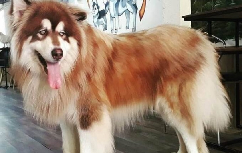 Chó Alaska Giant