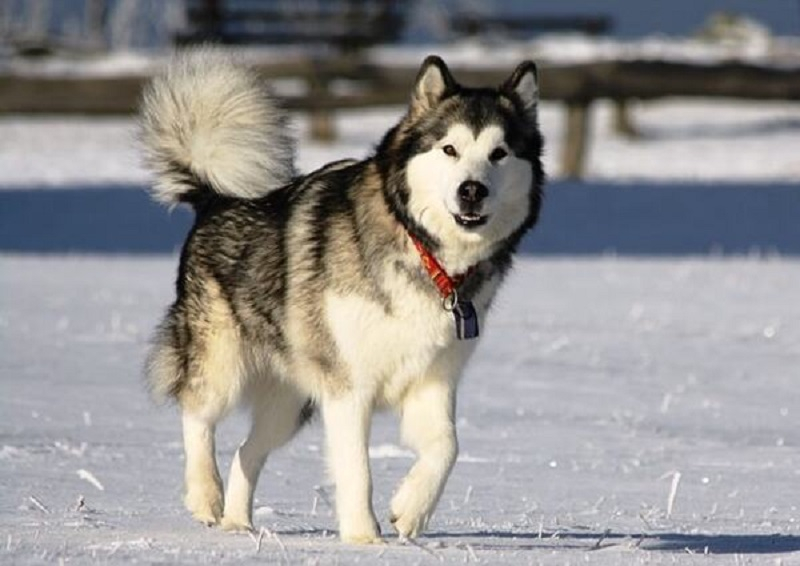 Alaska là giống chó gì? Nuôi chó Alaska nguy hiểm không?
