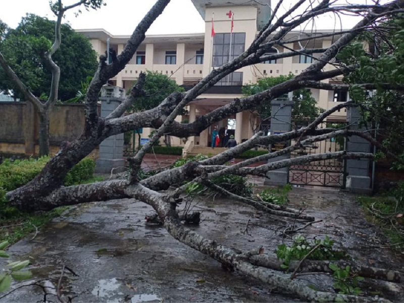 Mưa bão khiến nhiều cây cối ở huyện Hương Sơn bị gãy đổ