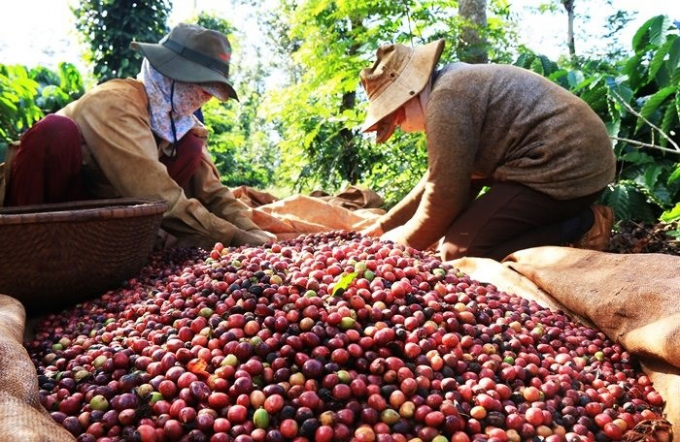 Thị trường giá nông sản hôm nay 10/2, dự báo giá cà phê tăng.