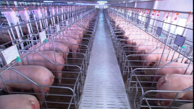Giá thịt lợn tại chợ dân sinh giảm 10.000-15.000 đồng một kg.