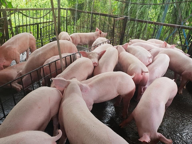 Giá lợn hơi hôm nay 22/2 ghi nhận giá heo hơi giảm trên diện rộng ở hầu khắp các vùng miền, địa phương dao động trong khoảng từ 73.000 đồng/kg.
