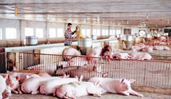 Giá lợn hơi hôm nay 23/2 ghi nhận giá heo hơi giảm trên diện rộng ở hầu khắp các vùng miền, địa phương tuy nhiên giá thịt lợn bày bán nhiều nơi chưa giảm.