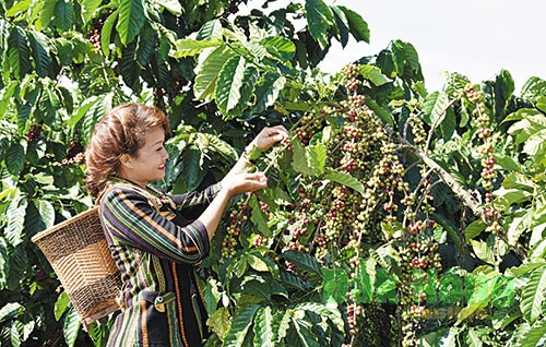 Thị trường giá nông sản hôm nay 24/2, việc Colombia thành lập quỹ bình ổn cho cà phê để hỗ trợ nông dân đặt ra câu hỏi Việt Nam liệu có cần quỹ bình ổn cho cà phê, hồ tiêu?