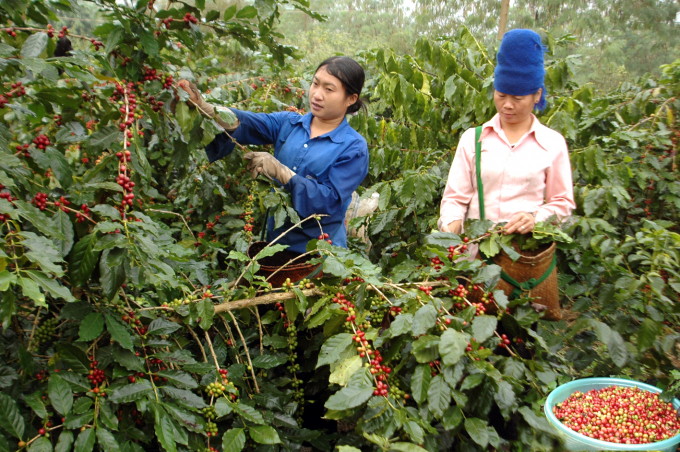 Thị trường giá nông sản hôm nay 25/2, giá cà phê được cho sẽ giảm mạnh theo giá thế giới, trong khi đó giá tiêu vụt tăng 500-1.000 đồng/kg.