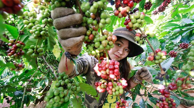 Giá cả thị trường nông sản hôm nay 5/3, sau phiên tăng gần 1.000 đồng/kg giá cà phê hôm nay giảm mạnh, trong khi đó giá tiêu đang ấm dần lên.