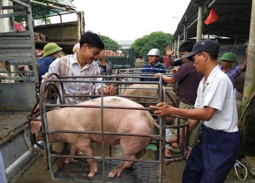 Giá lợn hơi ngày 10/3, giá thịt lợn bán tại chợ dân sinh tăng bằng mức giá trước tết, từ 160.000 - 220.000 đồng/kg.