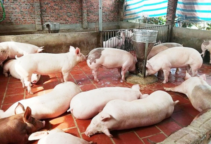 Giá lợn hơi ngày 11/3, giá thịt lợn dự báo sẽ tiếp tục tăng khi giá heo hơi tăng lên ngưỡng trên 80.000 đồng/kg, trong đó miền Bắc lập đỉnh mới 92.000 đồng/kg.