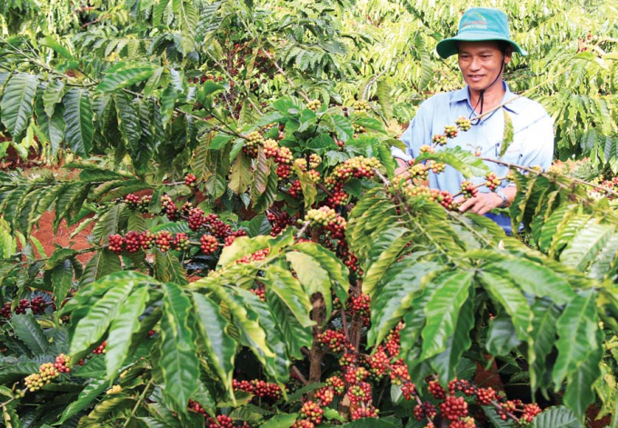 Thị trường nông sản hôm nay 11/3, giá cà phê thị trường thế giới tăng mạnh lên 32 USD mỗi tấn, trong khi giá tiêu tại Đồng Nai bất ngờ giảm.