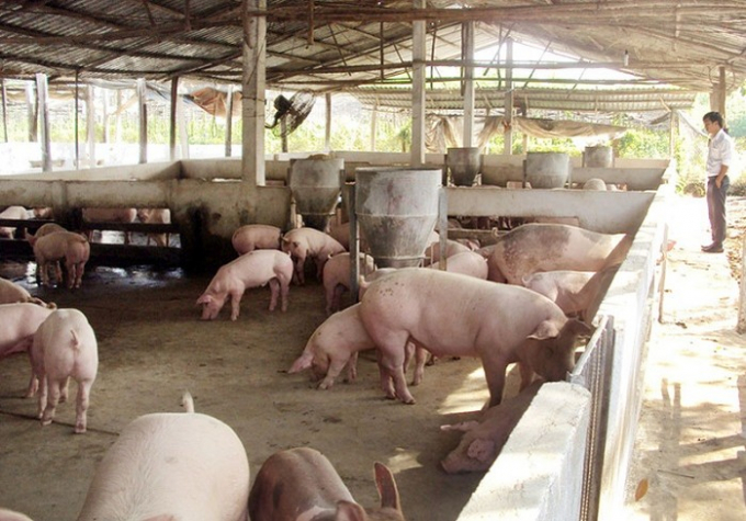 Giá heo hơi hôm nay 17/12, giá lợn hơi miền Nam tiếp tục tăng hơn 2.000 đồng/kg.