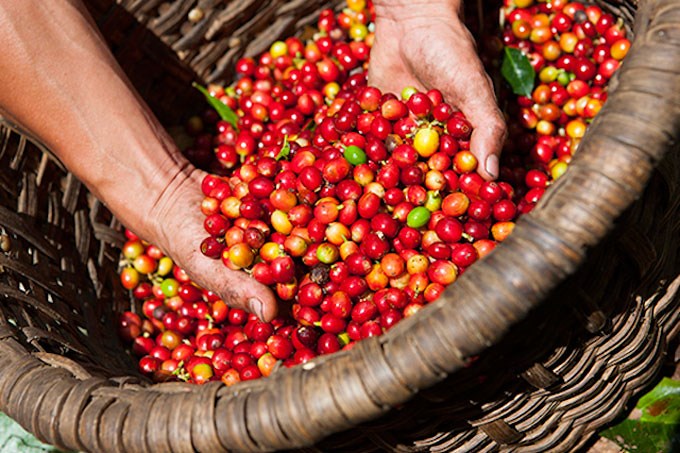 Thị trường giá nông sản hôm nay 19/3, giá cà phê tại Tây Nguyên và miền Nam bật tăng trở lại.