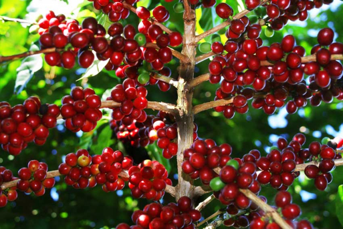 Giá cà phê nhân xô tại các tỉnh Tây nguyên tăng 500 – 600 đồng, lên dao động trong khung 30.500 – 30.900 đồng/kg.