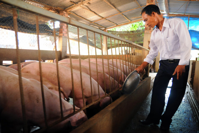 Giá lợn hơi hôm nay 24/3, giá heo hơi trên thị trường vẫn trụ vững mức 85.000 đồng/kg, người chăn nuôi lãi đậm.