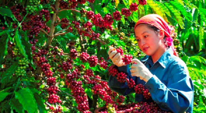 Giá cà phê hôm nay 26/3, ghi nhận giá cà phê nhân xô tại các tỉnh Tây Nguyên tăng phiên thứ tư liên tiếp, hiện giá cà phê dao động 30.800 – 31.000 đồng/kg.