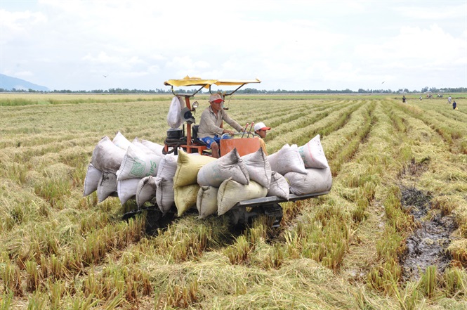 Bảng giá gạo hôm nay 26/3, cùng với đà tăng mạnh giá gạo Việt Nam và Thái Lan, thị trường hôm qua ghi nhận vấn đề nóng về tham mưu, điều hành việc xuất khẩu gạo.