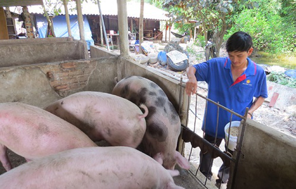 Giá lợn hơi hôm nay 28/3, cả ba miền Bắc – Trung – Nam ghi nhận giá heo nhiều nơi vẫn trụ vững mức 80.000 đồng/kg.