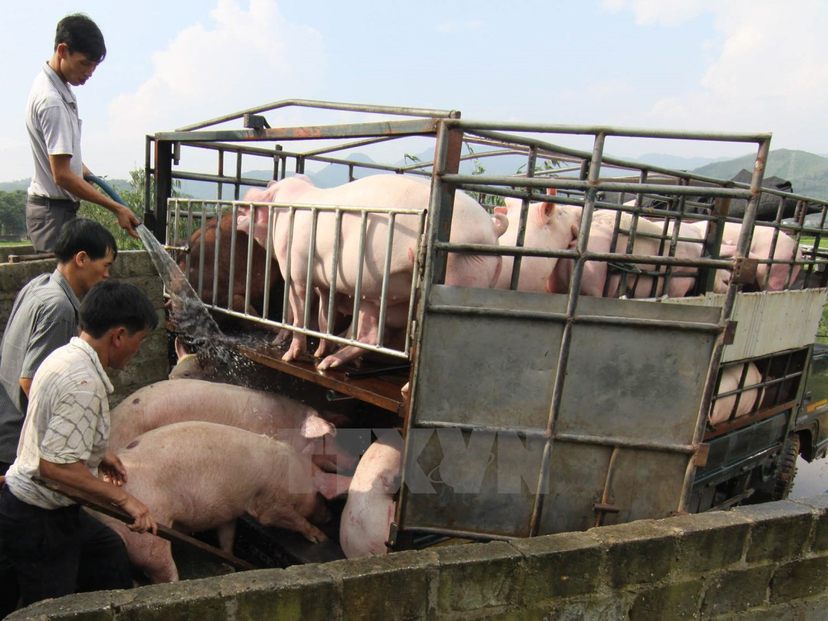 Hôm nay 1/4 nhiều doanh nghiệp chăn nuôi ra thông báo giảm giá heo heo hơi, tuy nhiên thực tế giá thịt lợn trên thị trường vẫn neo cao.