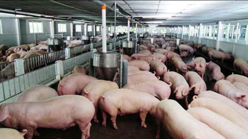 Giá lợn hơi hôm nay 4/4, ngày thứ tư giá heo hơi ba miền Bắc – Trung – Nam được điều chỉnh giảm về 70.000 đồng/kg nhưng giá thịt lợn bán ra vẫn ở mức cao.