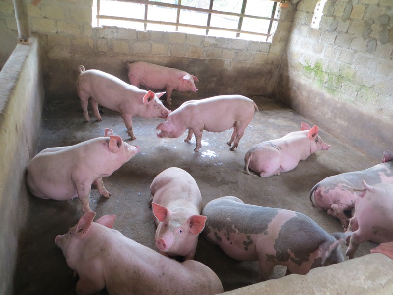 Giá lợn hơi hôm nay 5/4, giá heo miền Nam liên tục giảm lúc này miền Đông Nam Bộ giá heo hơi đã về ở mức 75.000 – 76.000 đồng/kg tuy nhiên vẫn giá thịt lợn ở mức cao.
