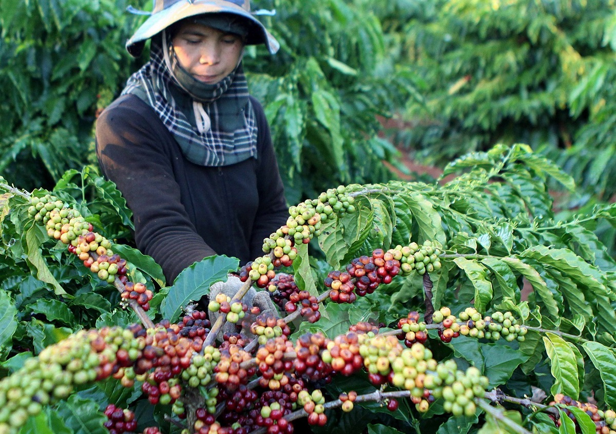 Giá cà phê hôm nay 8/4, sắc xanh trên các sàn cà phê lớn thế giới đẩy giá cà phê Tây Nguyên, miền Nam tăng mạnh hôm nay, dự báo giá cà phê tăng 300 đồng/kg.