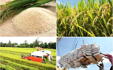 Giá gạo hôm nay 10/4, giá gạo tăng vọt cao nhất 7 năm qua do xu hướng tích trữ lương thực trên thế giới, giá gạo tăng người nông dân được lời bao nhiêu?