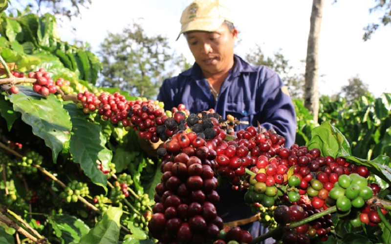 Giá cà phê hôm nay 13/4, giá cà phê Tây Nguyên và miền Nam phiên giao dịch đầu tuần giá trầm lắng, giá cà phê tăng hay giảm phụ thuộc vào giá cà phê thế giới.