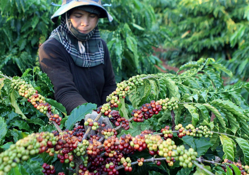 Giá cà phê hôm nay 17/4, giá cà phê Tây Nguyên tạm thoát đáy sau đà tăng mạnh hôm qua, hiện giá cà phê quanh mức 30.000 đồng/kg.