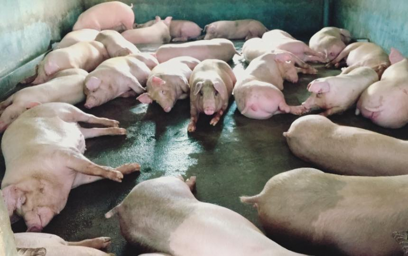 Giá heo hơi hôm nay 23/4, mặc dù Thủ tướng yêu cầu sớm giảm giá thịt heo về khoảng trên dưới 60.000 đồng/kg nhưng thực tế lợn hơi vẫn tăng mạnh từng ngày.