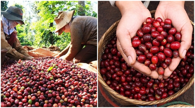 Giá cà phê hôm nay 27/4, giá cà phê trong nước tăng bất ngờ, khảo sát giá cà phê Tây Nguyên tăng từ 500 - 600 đồng/kg, cà phê tiến sát 30.000 đồng/kg.