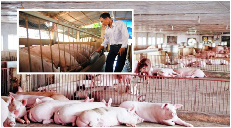 Giá heo hơi hôm nay 29/4, bên cạnh đà giảm của giá heo hơi trong nước, những ngày gia thị trường lợn hơi ghi nhận việc Trung Quốc tăng mua lợn giống, lợn bố mẹ.