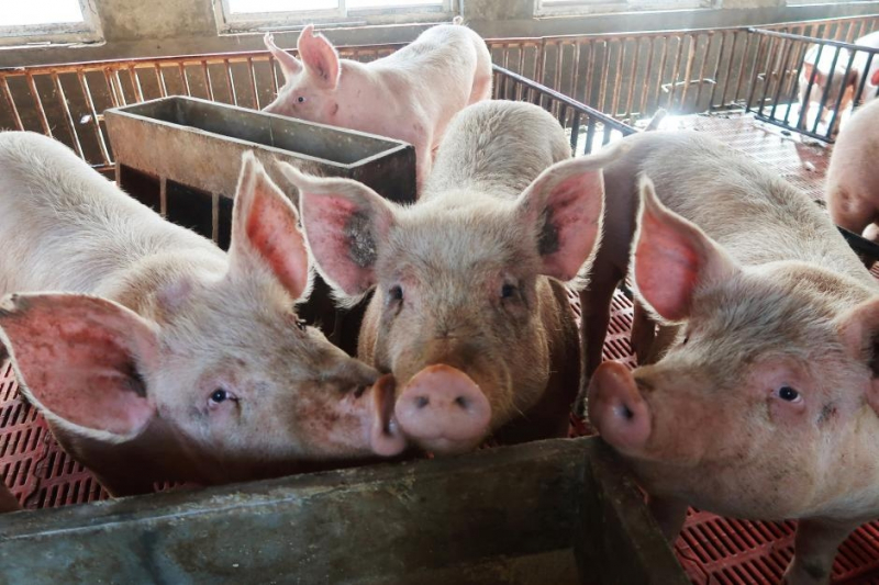 Hiện giá lợn giống đang rất cao từ 2,5 - 3 triệu đồng/con.