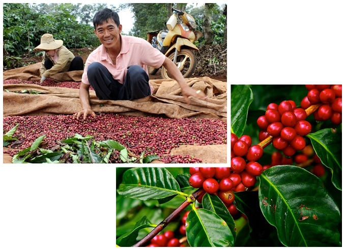 Giá cà phê hôm nay 29/4, giá cà phê trong nước tiếp đà tăng mạnh, giá cà phê tăng càng nhân lên niềm vui cho người trồng cà phê trong đúng ngày kỉ niệm giải phóng miền Nam.
