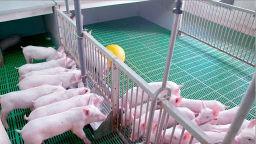 Giá lợn giống cao khiến người dân gặp khó khi tái đàn