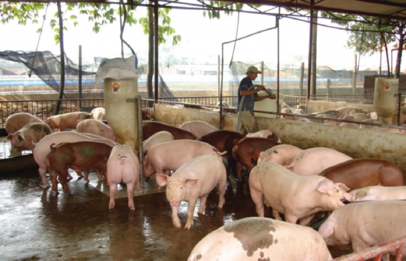Giá heo hơi hôm nay 11/5, đầu tuần giá lợn hơi giữ đỉnh 93.000 đồng/kg sau thông tin dịch tả heo Châu Phi tái phát nhiều nơi.