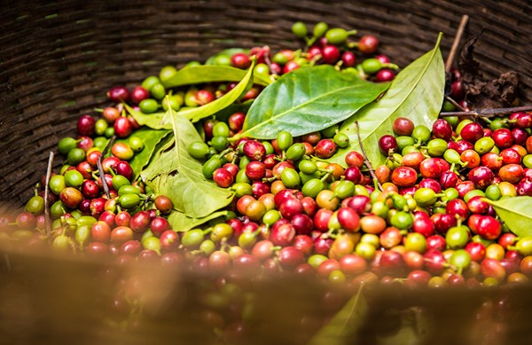 Giá cà phê hôm nay 12/5, hậu dịch Covid-19 đang có lợi cho người trồng cà phê khi giá liên tục lên cao, giá cà phê Tây Nguyên hôm nay tăng thêm 200 đồng/kg.