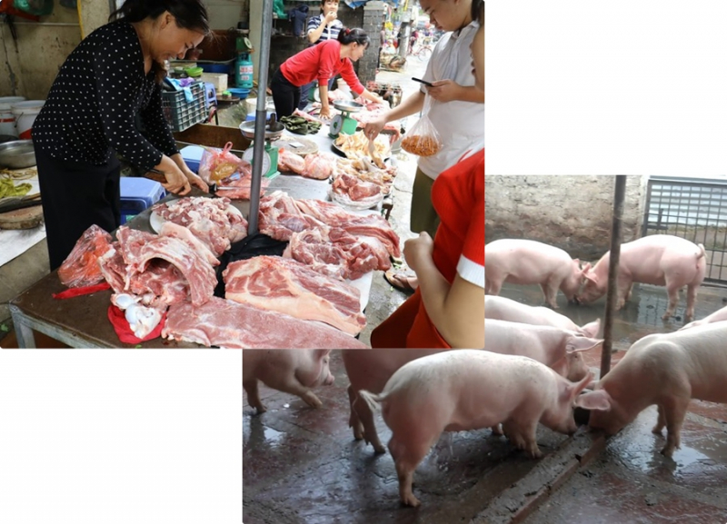 Giá heo hơi hôm nay 12/5 tăng mạnh cả ba miền Bắc - Trung - Nam, bảng giá thịt heo hôm nay khảo sát các chợ cho thấy, giá lợn hơi miền Bắc được giao dịch ở trên ngưỡng 95.000 đồng/kg.