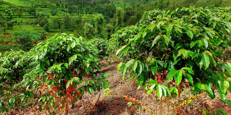 Thị trường giá nông sản hôm nay 14/5, trong khi giá cà phê tiếp đà giảm, giá tiêu miền Nam và Tây Nguyên bất tăng trở lại, vươn lên trên mức 40.000 đồng/kg.