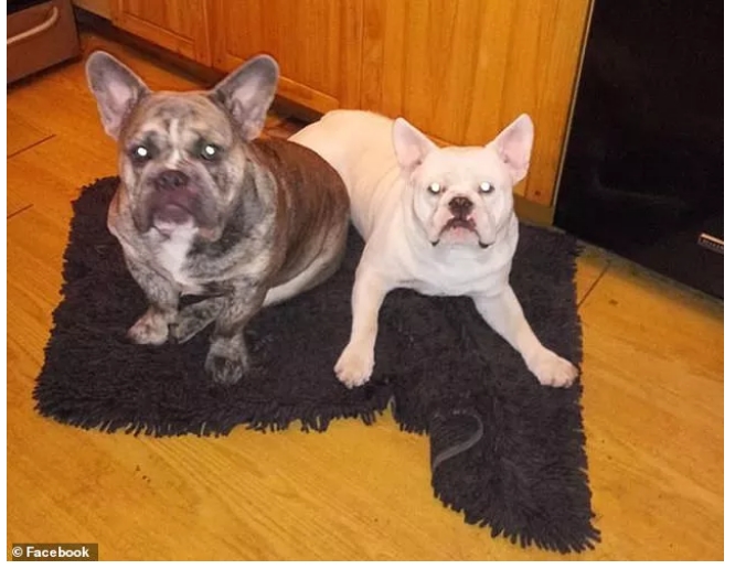Hai chú chó của bà Urso. Ảnh: Facebook