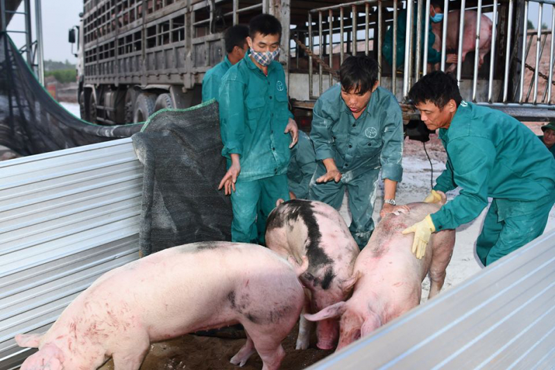 Lô lợn nái bố mẹ đầu tiên nhập khẩu từ Thái Lan được chuyển về trang trại của Công ty TNHH Dinh dưỡng quốc tế Việt Đức ở huyện Cẩm Xuyên (Hà Tĩnh).