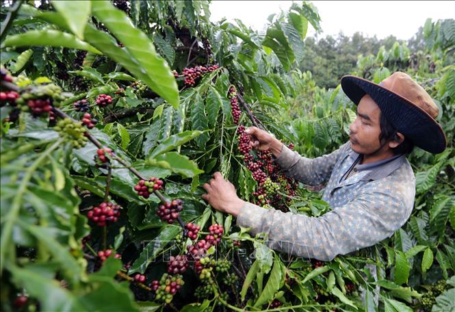 Thị trường giá nông sản hôm nay 15/5, sau hai ngày giảm giá cà phê hôm nay tăng mạnh trở lại, tương tự giá tiêu tăng sốc tới 1.000 đồng/kg.
