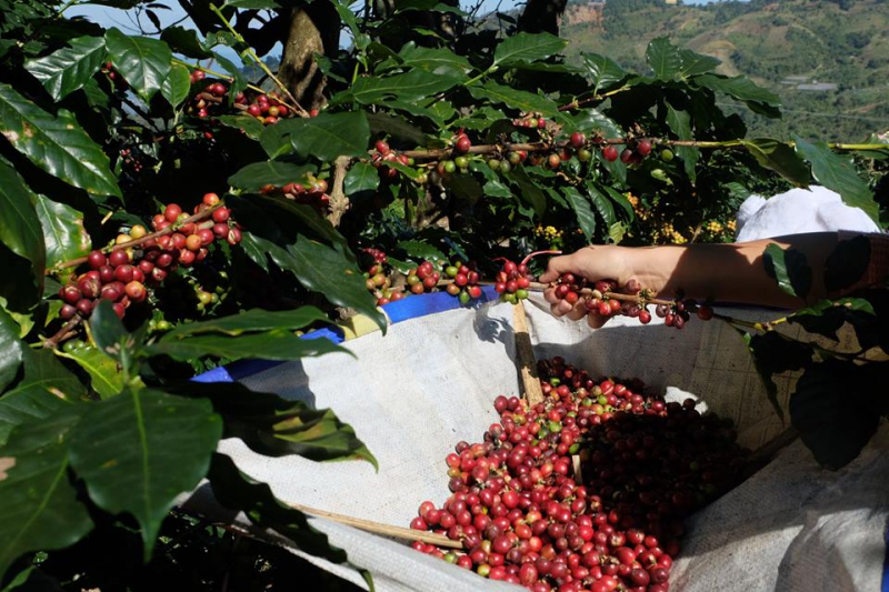 Giá cả thị trường nông sản hôm nay 21/5, ghi nhận giá cà phê trong nước đi ngang, giá tiêu miền Nam, Tây Nguyên tăng nhẹ tại một vài địa phương.