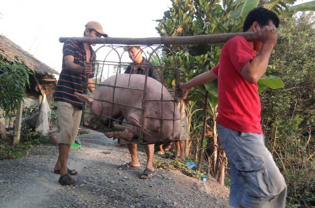 Giá heo hơi hôm nay 21/5, sau gần 2 tháng Thủ tướng yêu cầu đưa giá lợn hơi xuống 60.000 đồng/kg, tuy nhiên giá heo hơi hôm nay vẫn trên 90.000 đồng/kg.