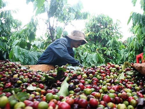 Giá cà phê hôm nay 22/5, người trồng cà phê liên tục hưởng niềm vui khi giá cà phê liên tục tăng, giá cà phê Tây Nguyên tăng gần mức 32.000 đồng/kg.