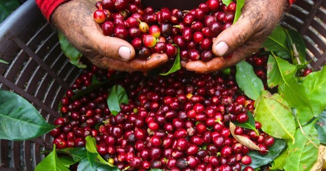 Giá cả thị trường nông sản hôm nay 23/5, càng về cuối tuần giá cà phê, giá tiêu càng tăng mạnh, ghi nhận giá tiêu hôm nay tăng lên 45.000 đồng, giá cà phê tăng cao.