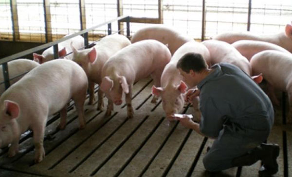 Giá heo hơi hôm nay 24/5, kết thúc một tuần liên tục tăng giá lợn hơi cả ba miền hầu hết trên 90.000 đồng/kg, giá heo hơi hôm nay miền Bắc cao nhất thị trường.