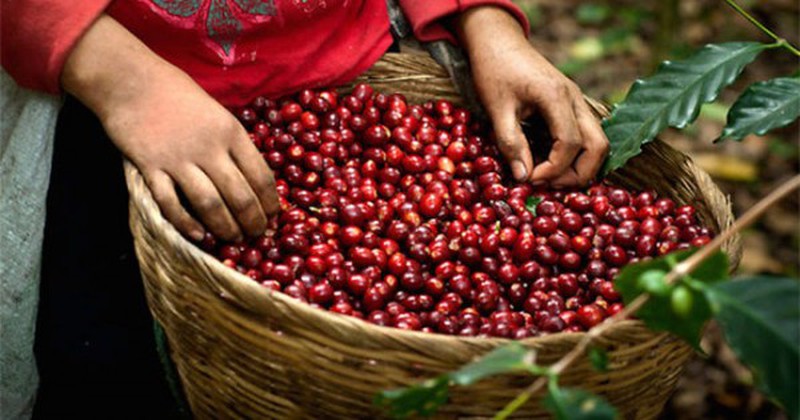Thị trường giá nông sản hôm nay 24/5, ghi nhận sau một tuần liên tục tăng giá cà phê, giá tiêu hôm nay tăng thêm 500 đồng/kg vọt lên đỉnh kể từ đầu năm 2020.