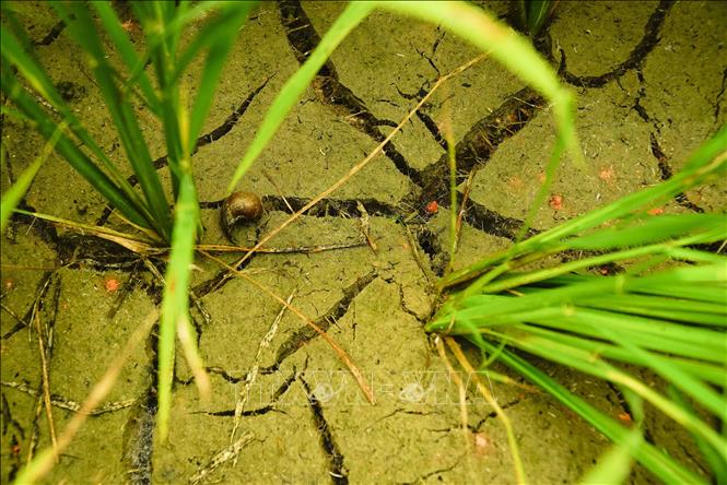 Hạn hán ở Gia Lai lên đỉnh điểm dù đã có mưa cục bộ ở một số nơi , ghi nhận tại Chư Sê lúa Đông Xuân thiếu nước bị cháy khô, tình trạng thiếu nước sinh hoạt đang diễn ra.