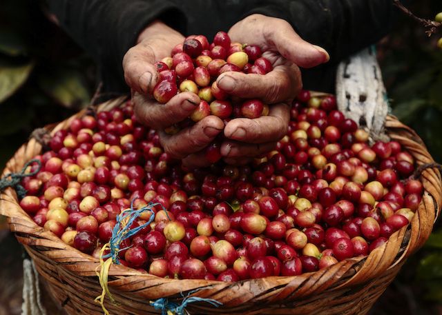 Giá cà phê hôm nay 27/5, giá cà phê Tây Nguyên và miền Nam tăng mạnh hôm nay. Khảo sát tại các địa phương giá cà phê hôm nay tăng sát mức 32.000 đồng/kg.