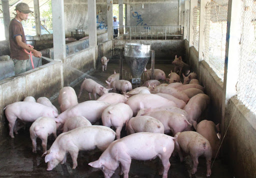 Giá heo hơi hôm nay 27/5, giá lợn hơi tiếp tục tăng sốc có nơi báo 105.000 đồng/kg, bên cạnh đó một số công ty chăn nuôi phá cam kết giá heo hơi 70.000 đồng/kg.